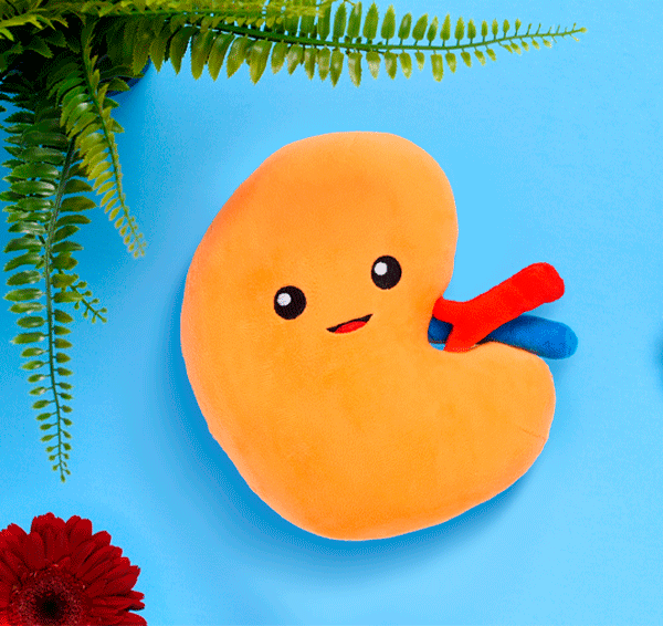 GIF of kidney organ toy plushie in sky blue background