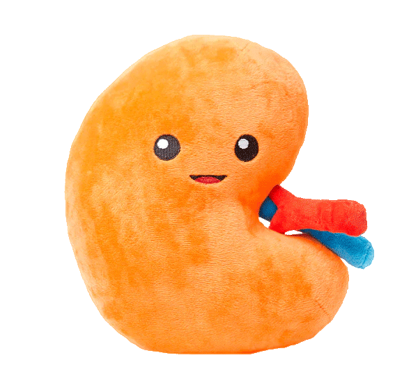 GIF of kidney organ toy plushie