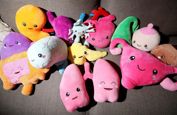 Plush toys designed after organs launch Madison doctor's small business