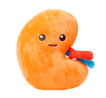 Kidney Plush Learning Activity Kit (Plushie + Digital Download)